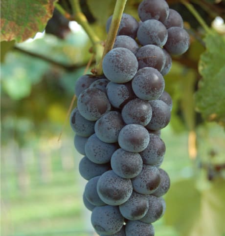 Primo piano di un grappolo di uva fragola Piemonte