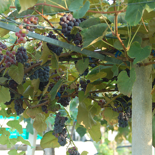 Propagazione vite uva fragola Piemonte