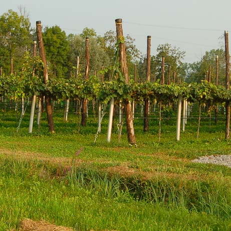 Caratteristiche terreno uva fragola Piemonte